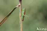 Short-winged Cone-head (Conocephalus dorsalis)