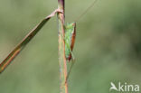 Short-winged Cone-head (Conocephalus dorsalis)