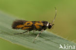 Chrysoesthia drurella