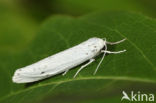 Coscinia cribraria