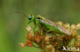 Groene Bladwesp (Rhogogaster viridis)