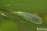 common green lacewing (Chrysoperla carnea)