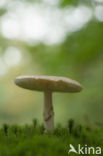 Death Cap (Amanita phalloides)