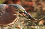 Groene Reiger