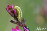 Groentje (Callophrys rubi)