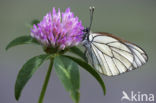 Groot geaderd witje (Aporia crataegi)