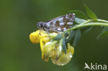 Groot spikkeldikkopje (Pyrgus alveus)