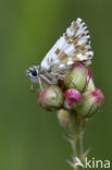 Groot spikkeldikkopje (Pyrgus alveus)