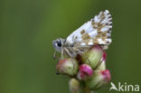 Groot spikkeldikkopje (Pyrgus alveus)