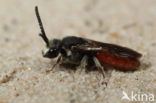 Grote Bloedbij (Sphecodes albilabris)