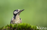 Grote Bonte Specht (Dendrocopos major)