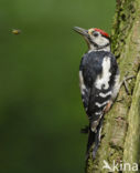 Grote Bonte Specht (Dendrocopos major)