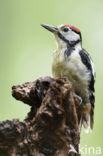 Grote Bonte Specht (Dendrocopos major)