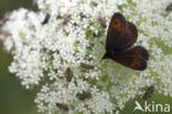 Large Ringlet (Erebia euryale)