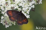 Grote erebia (Erebia euryale)