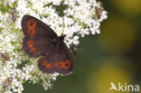 Grote erebia (Erebia euryale)