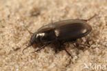 Gewone Glimmer (Amara lunicollis)