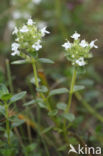 Grote tijm (Thymus pulegioides)