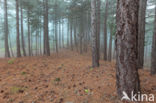 Scots Pine (Pinus sylvestris)