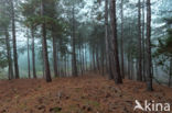 Scots Pine (Pinus sylvestris)