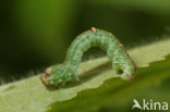 Hagedoornvlinder (Opisthograptis luteolata)