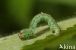 Brimstone Moth (Opisthograptis luteolata)