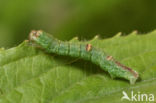 Brimstone Moth (Opisthograptis luteolata)