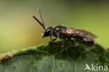 Halfglanzende Groefbij (Lasioglossum semilucens)