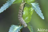 Heide-schaaruil (Papestra biren)