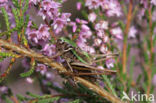 Heidesabelsprinkhaan (Metrioptera brachyptera)