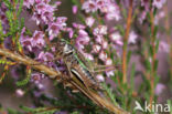 Heidesabelsprinkhaan (Metrioptera brachyptera)