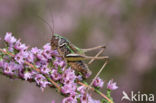 Heidesabelsprinkhaan (Metrioptera brachyptera)