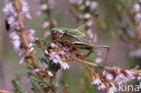 Bog Bush-cricket (Metrioptera brachyptera)
