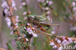 Heidesabelsprinkhaan (Metrioptera brachyptera)