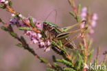 Bog Bush-cricket (Metrioptera brachyptera)