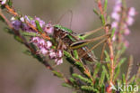 Bog Bush-cricket (Metrioptera brachyptera)