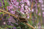 Bog Bush-cricket (Metrioptera brachyptera)