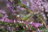 Heidesabelsprinkhaan (Metrioptera brachyptera)