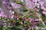 Bog Bush-cricket (Metrioptera brachyptera)