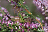 Bog Bush-cricket (Metrioptera brachyptera)