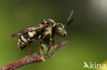 Heideviltbij (Epeolus cruciger)