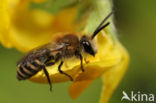 Heidezijdebij (Colletes succinctus)