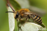 Heidezijdebij (Colletes succinctus)