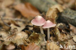 Heksenschermpje (Mycena rosea)