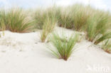 Marram (Ammophila arenaria)