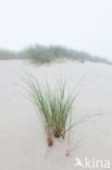 Marram (Ammophila arenaria)