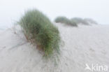 Marram (Ammophila arenaria)