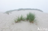 Marram (Ammophila arenaria)