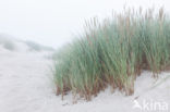 Marram (Ammophila arenaria)