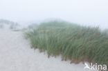 Marram (Ammophila arenaria)